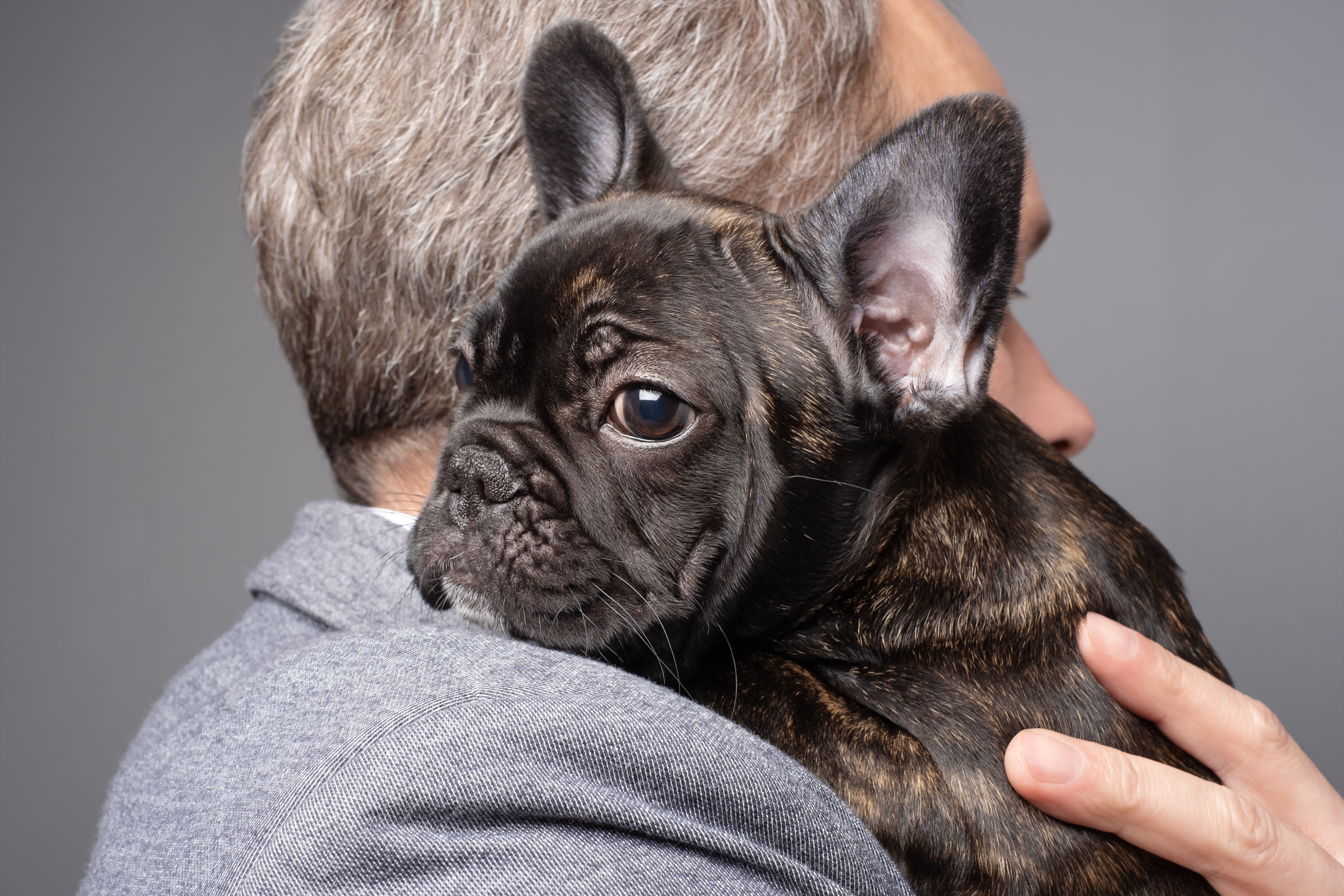 Man,Hugging,A,Young,Female,Puppy,Of,A,French,Bulldog.